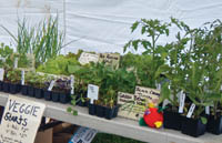 Veggie Starts